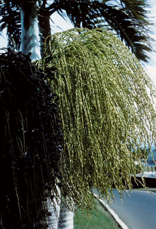 Arecaceae Hyophorbe verschaffeltii