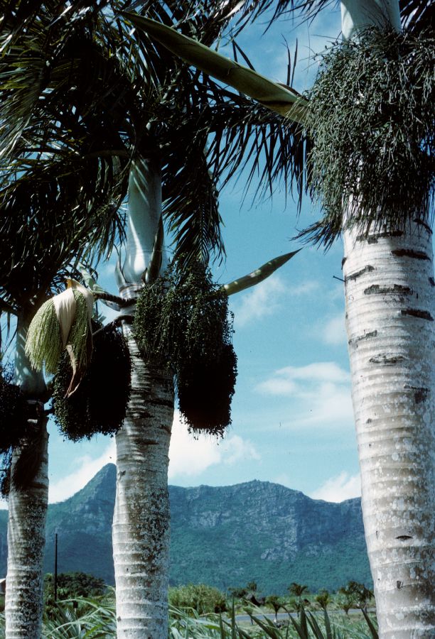 Arecaceae Hyophorbe verschaffeltii