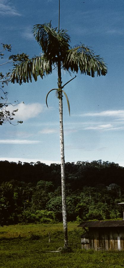 Arecaceae Iriartea deltoidea