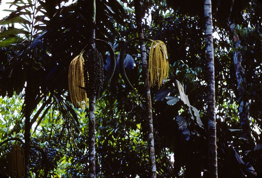 Arecaceae Iriartea gigantea