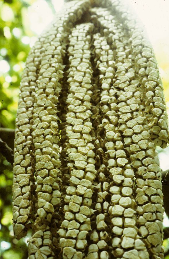 Arecaceae Socratea durissima