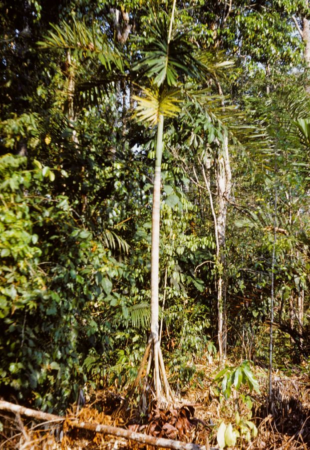 Arecaceae Socratea durissima