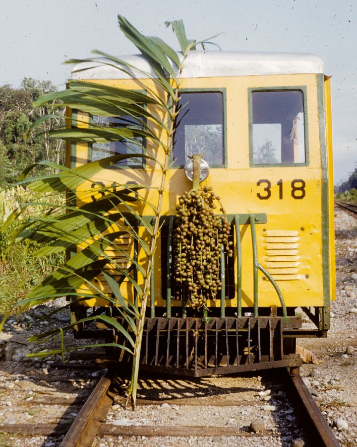 Arecaceae Socratea durissima