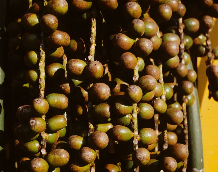 Arecaceae Socratea durissima