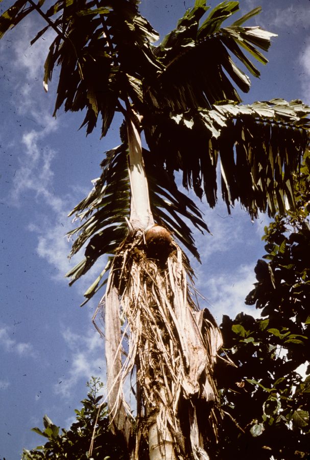 Arecaceae Wettinia 