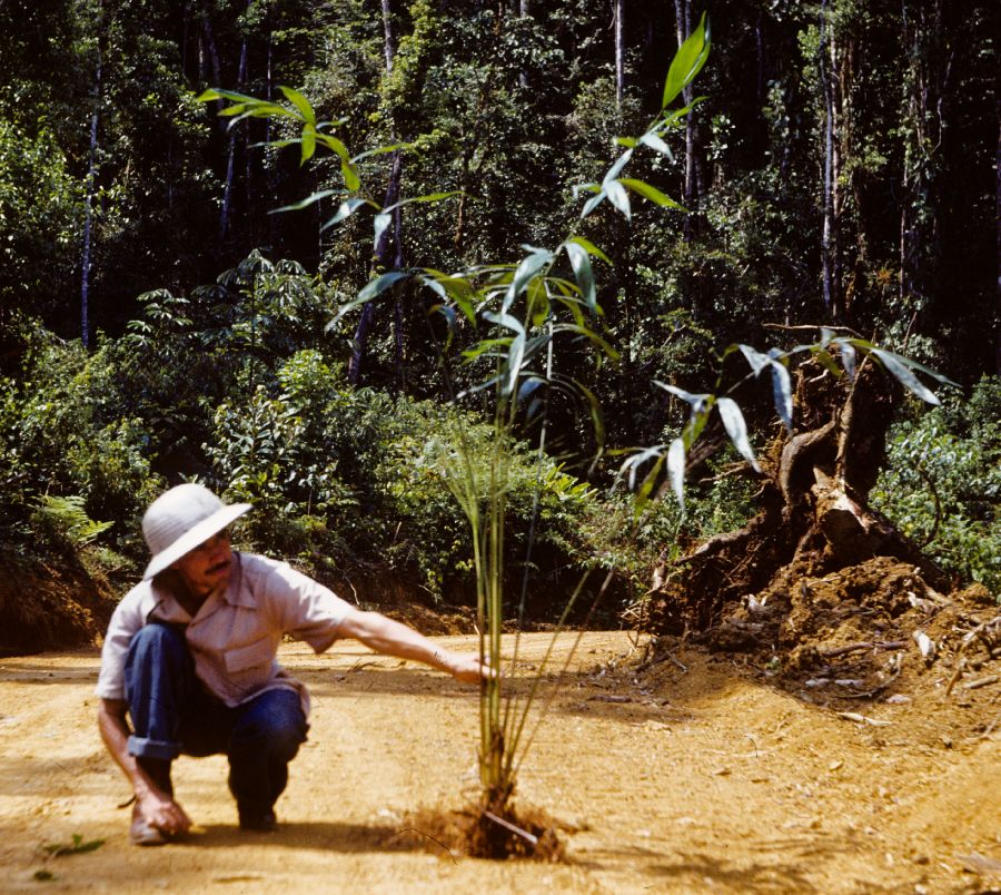 Arecaceae Synechanthus fibrosus