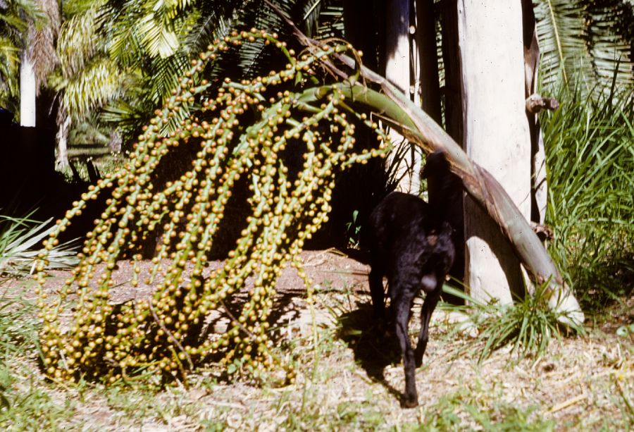 Arecaceae Arenga 