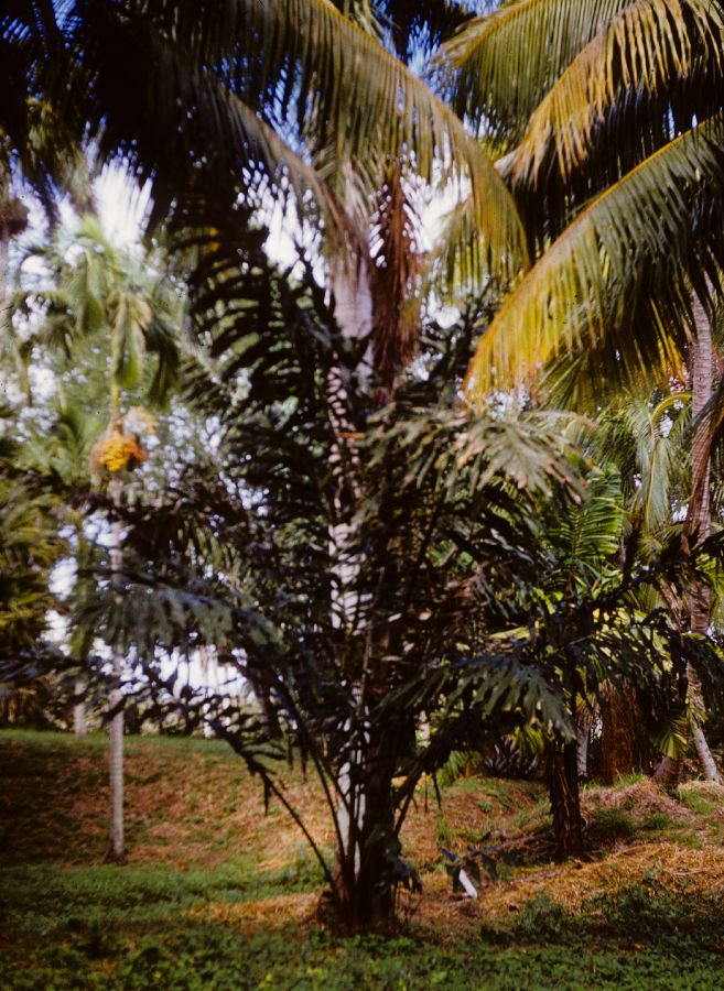 Arecaceae Arenga 