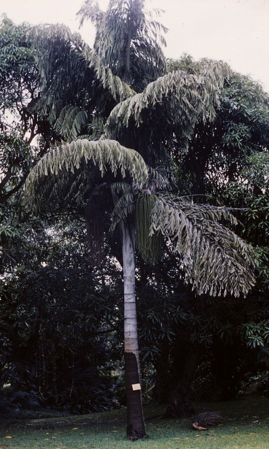 Arecaceae Caryota 