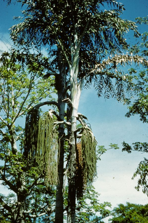 Arecaceae Caryota urens