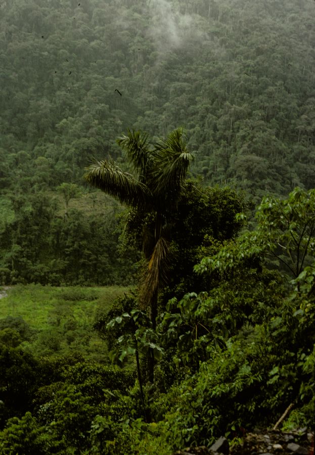 Arecaceae Dictyocaryum 