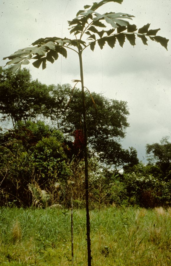 Arecaceae Iriartella 