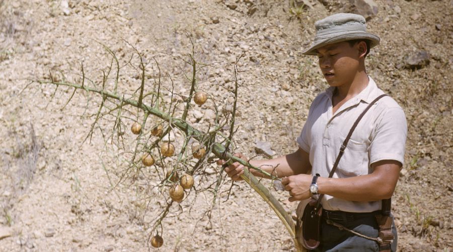 Arecaceae Orania paraguanensis