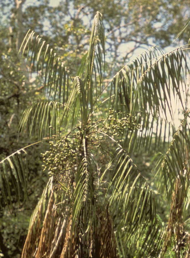 Arecaceae Leopoldinia major