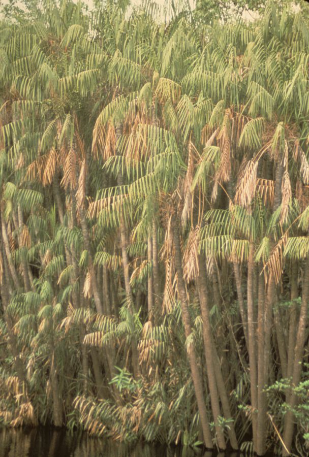 Arecaceae Leopoldinia major