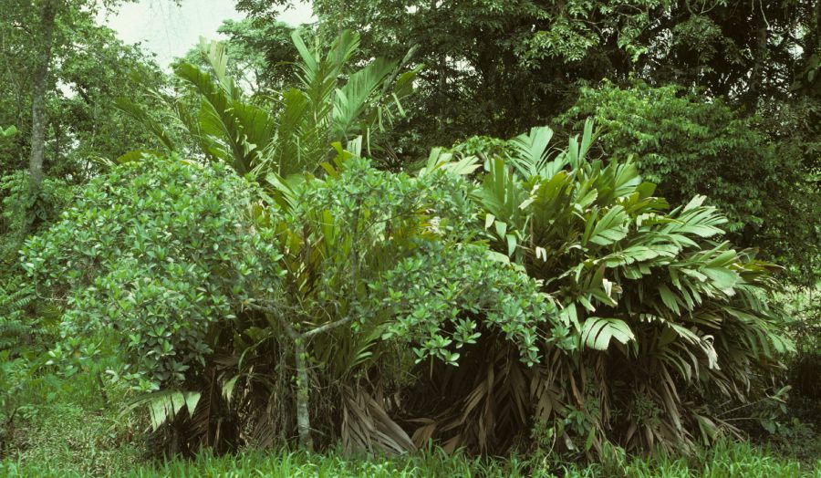 Arecaceae Manicaria saccifera