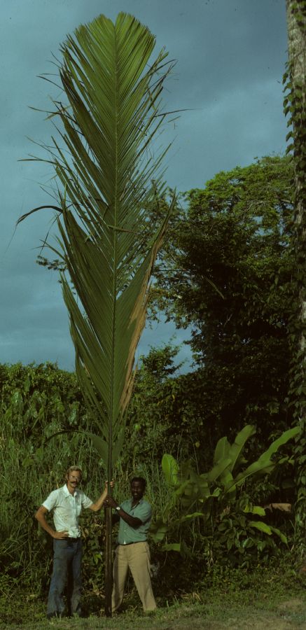 Arecaceae Manicaria saccifera