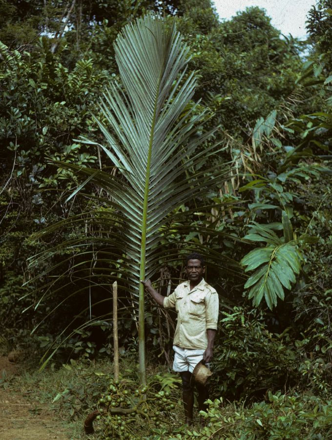 Arecaceae Sindroa 