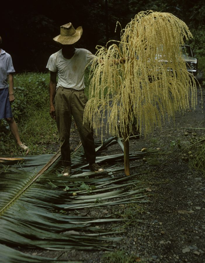 Arecaceae Orania palindan