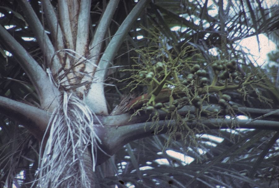 Arecaceae Orania 