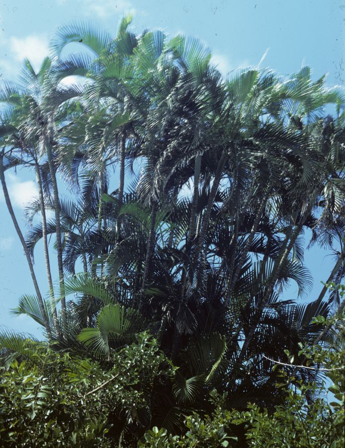 Arecaceae Chrysalidocarpus arenarum