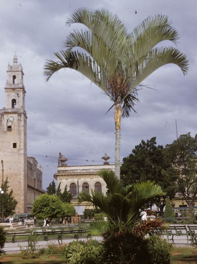 Arecaceae Chrysalidocarpus cabadae