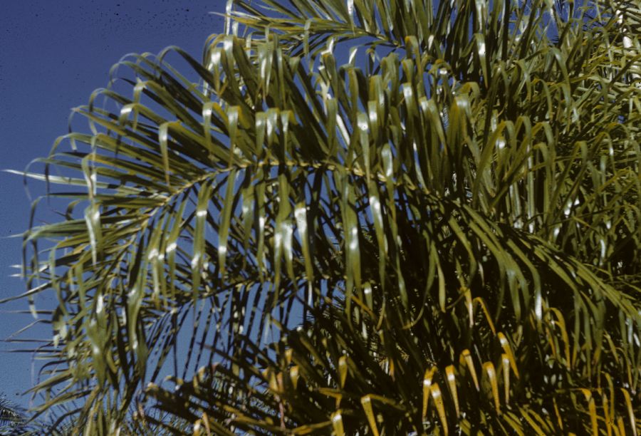 Arecaceae Chrysalidocarpus lucubensis