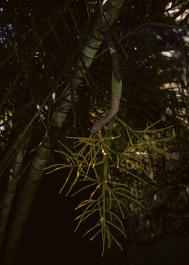 Arecaceae Chrysalidocarpus lutescens