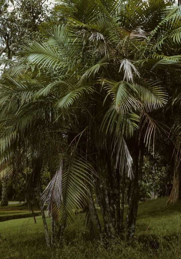 Arecaceae Vonitra thouarsiana