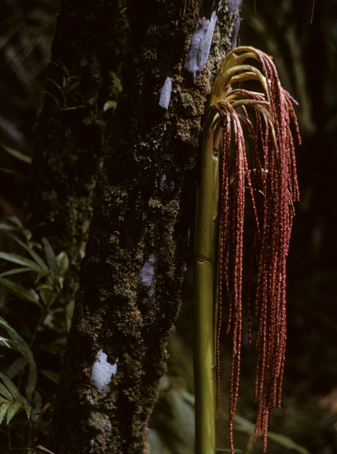 Arecaceae Vonitra utilis