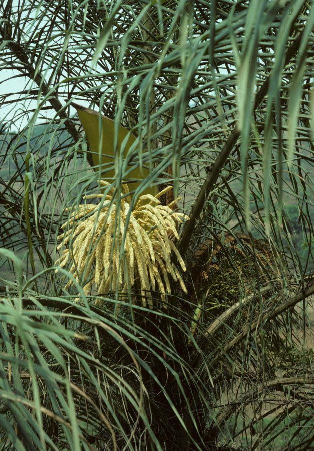 Arecaceae Acrocomia antioquensis