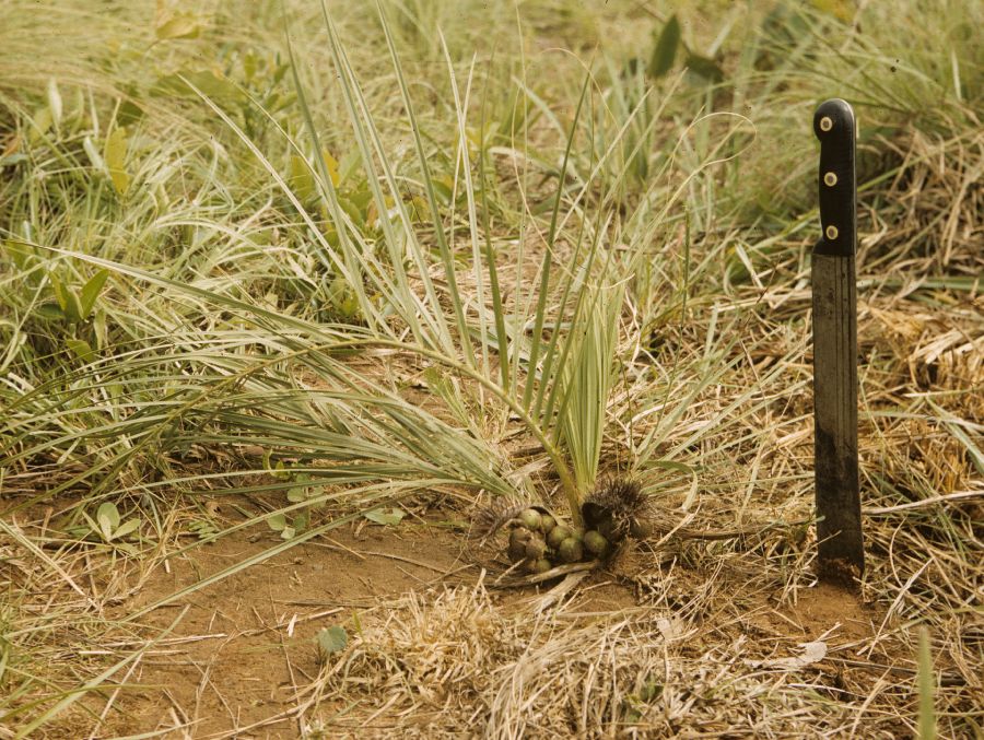 Arecaceae Acrocomia emensis