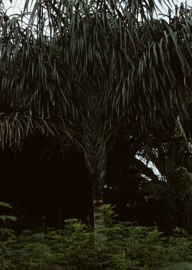 Arecaceae Oenocarpus distichus