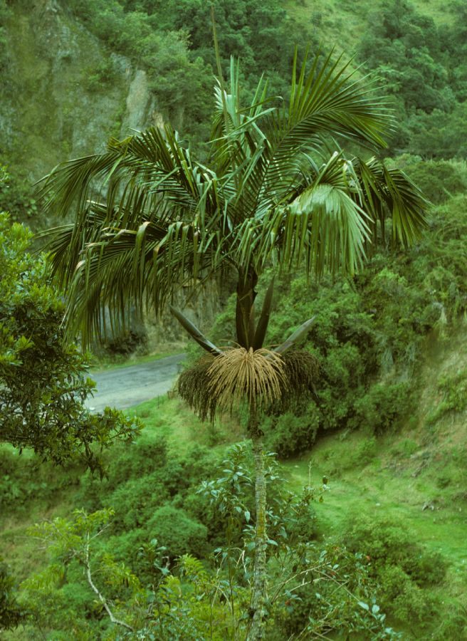 Arecaceae Prestoea 