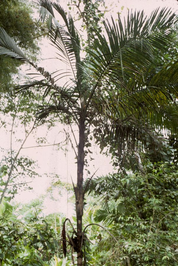 Arecaceae Prestoea 