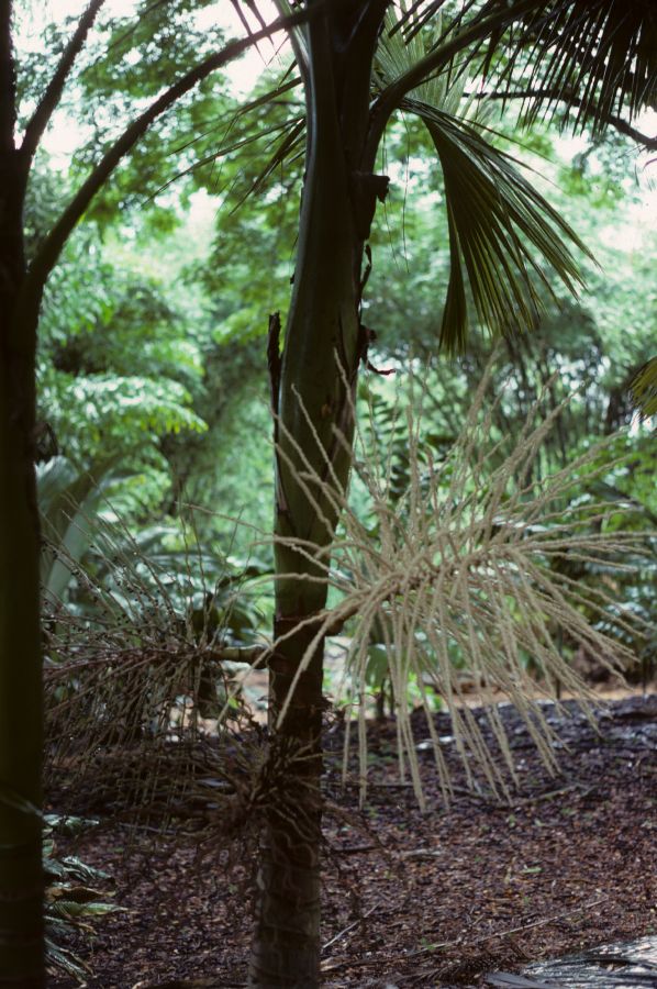 Arecaceae Prestoea 