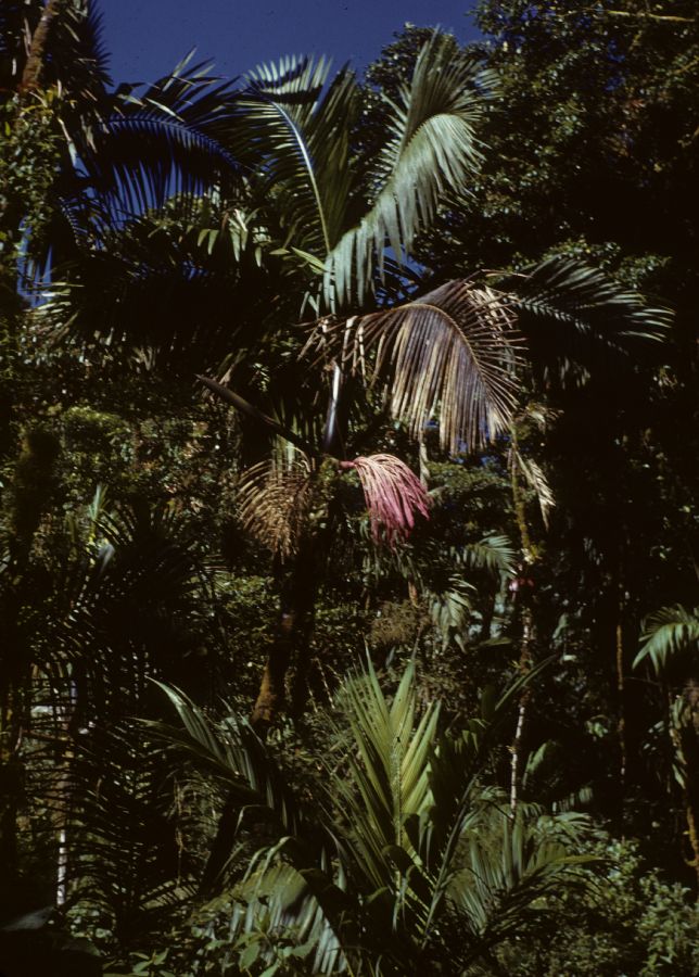 Arecaceae Prestoea allenii