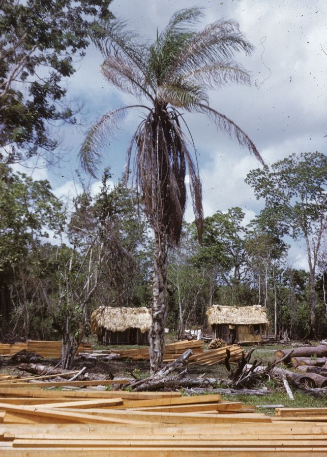 Arecaceae Acrocomia mexicana