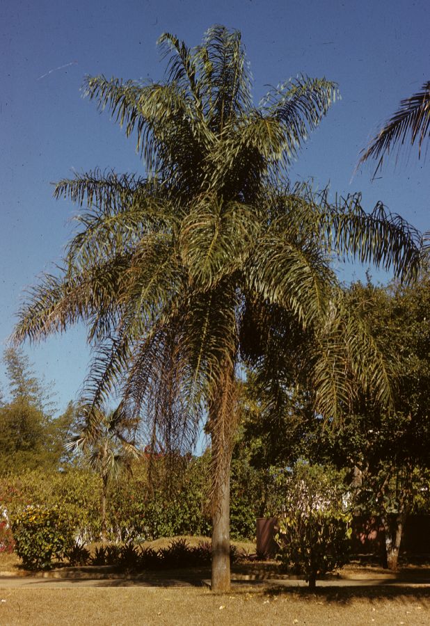 Arecaceae Acrocomia quisqueana