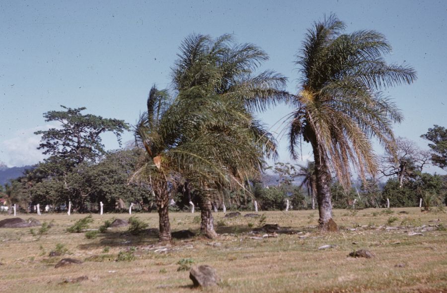 Arecaceae Acrocomia vinifera