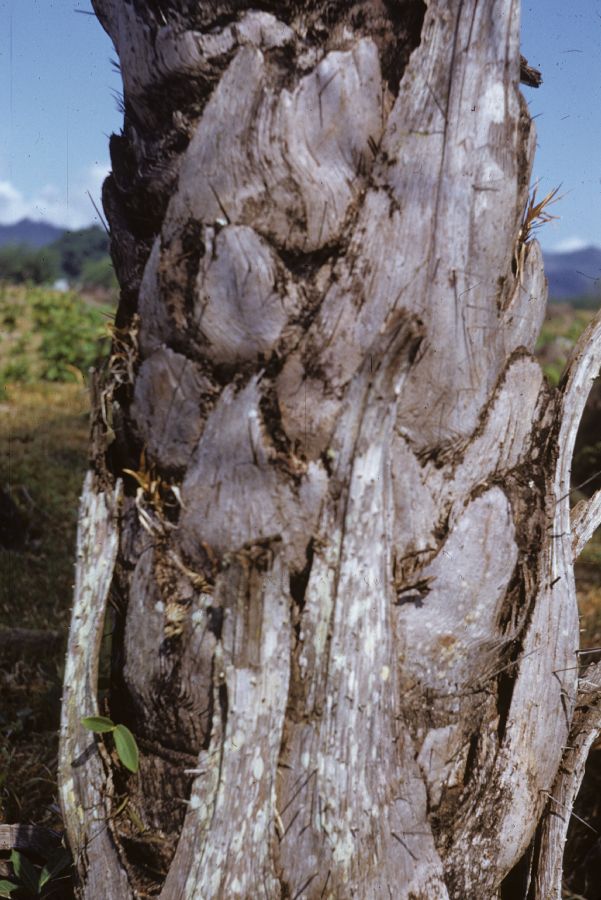 Arecaceae Acrocomia vinifera