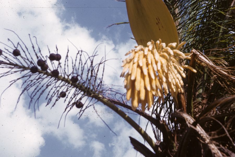 Arecaceae Acrocomia 