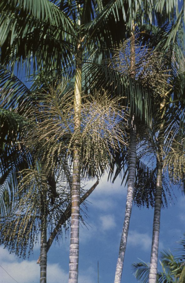 Arecaceae Euterpe edulis