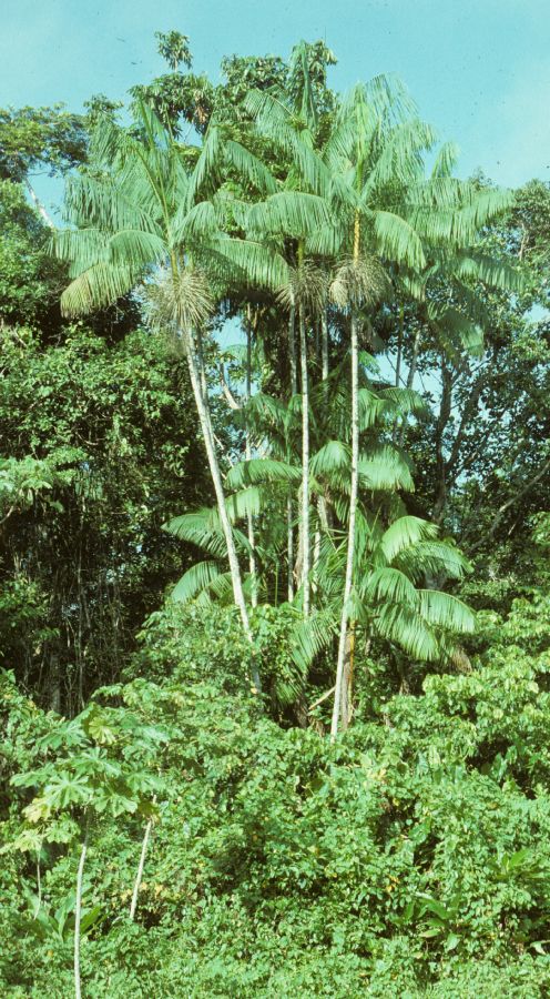 Arecaceae Euterpe oleracea