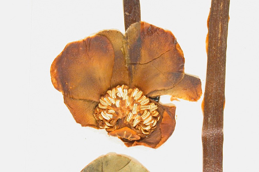 Nymphaeaceae Nuphar luteum