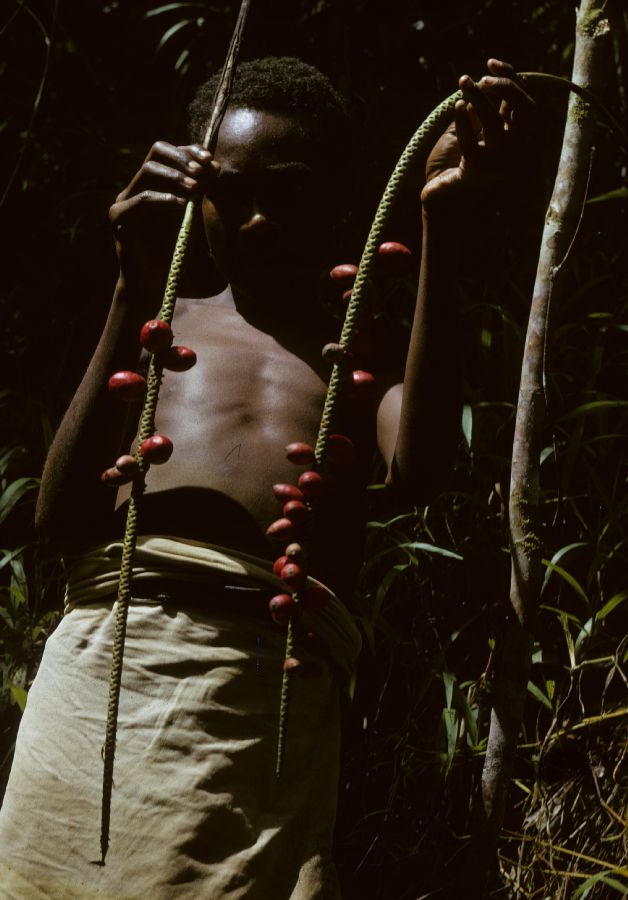 Arecaceae Calyptrocalyx lauterbachianus