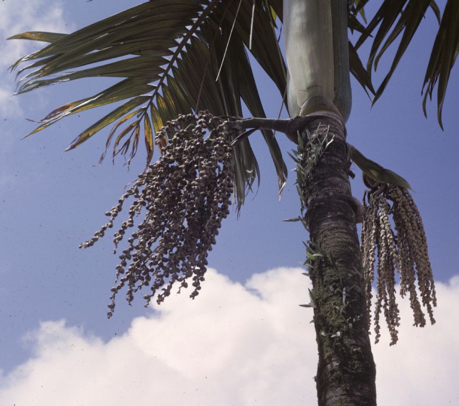 Arecaceae Chambeyronia 