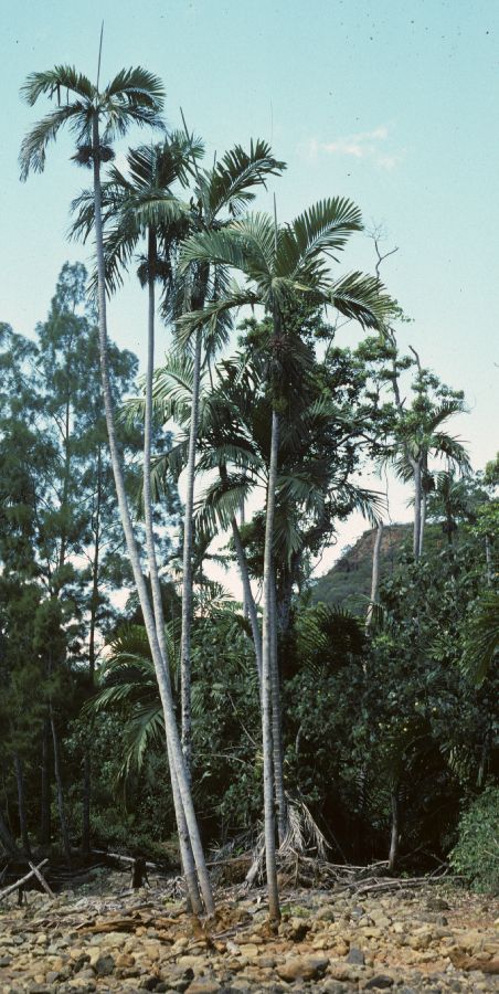 Arecaceae Chambeyronia macrocarpa