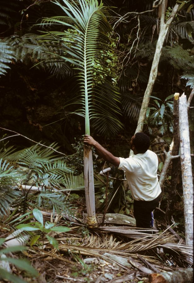 Arecaceae Mackeea magnifica