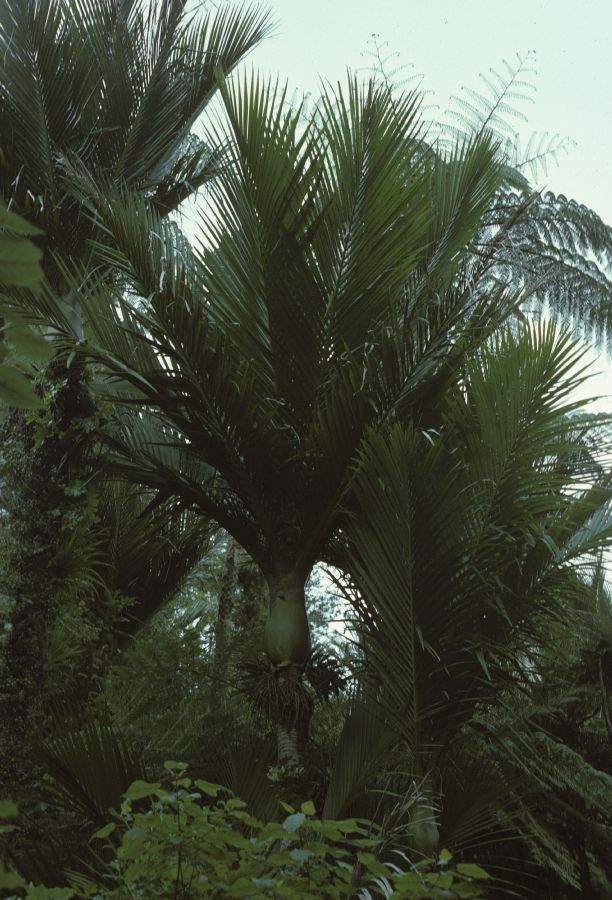 Arecaceae Rhopalostylis sapida